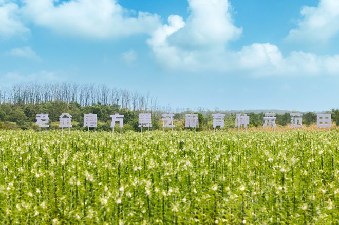 突围路径:锚定芝麻专家定位深化全产业链麻将胡了2试玩网站百年老字号老金磨方的(图9) 突围路径:锚定芝麻专家定位深化全产业链麻将胡了2试玩网站百年老字号老金磨方的(图9)